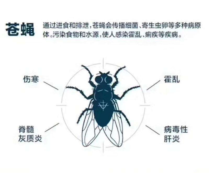 社区街道灭蝇方案